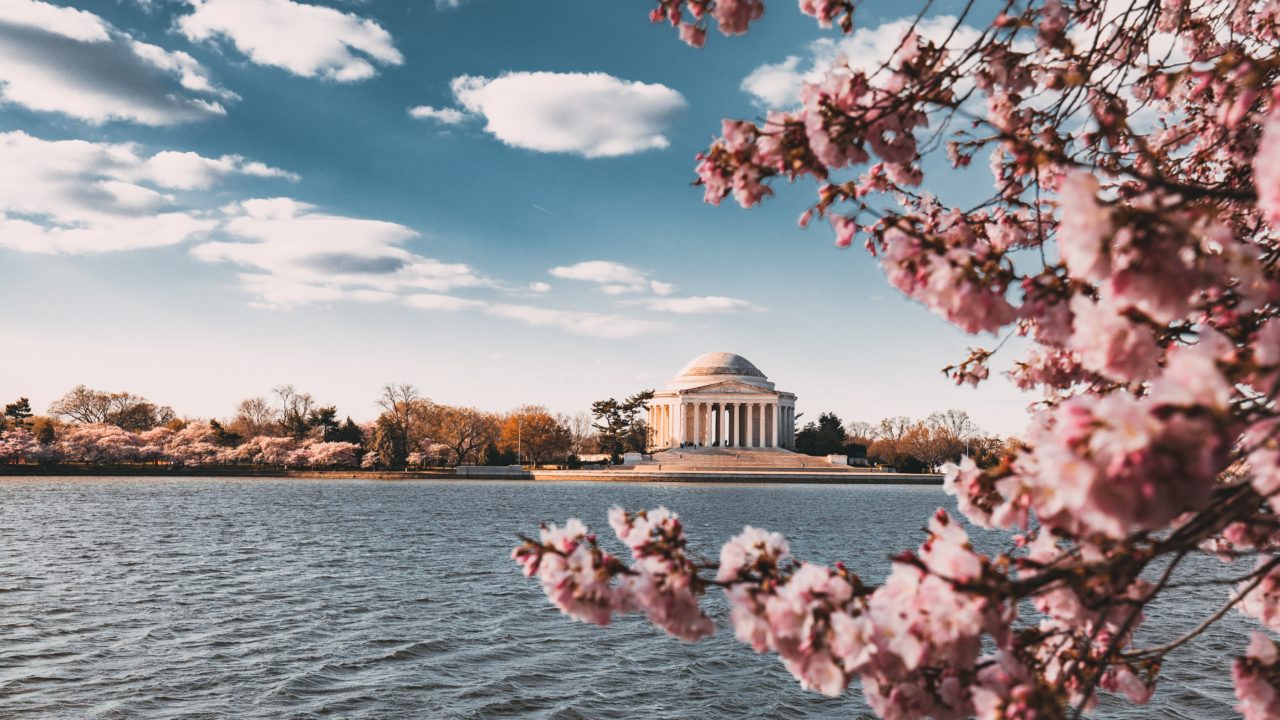 Cherry Blossom tree and water and a Washington, DC landmark in the background.