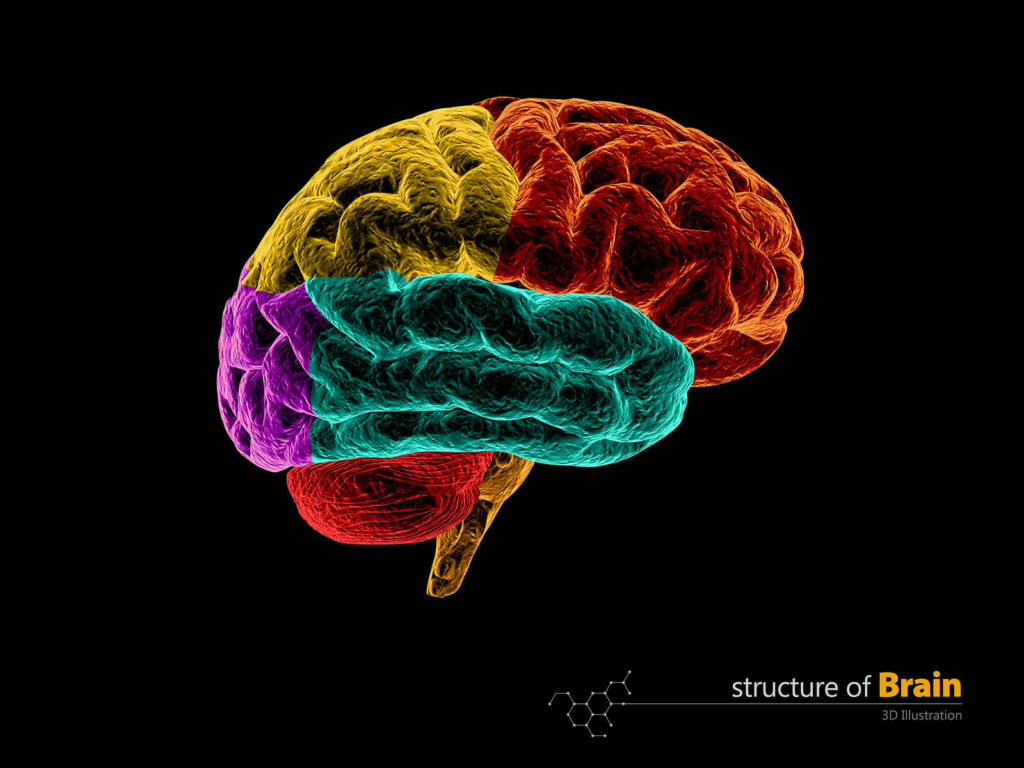 A color coded brain representing the different areas of the brain impacted by trauma. Neurofeedback Training for Trauma in Washington, DC is here to help you retrain your brain.