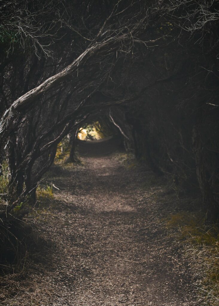 A path through the forest that represents a calming place in nature that can help reduce anxiety. Learn more in Therapy for Anxiety in Washington, DC.