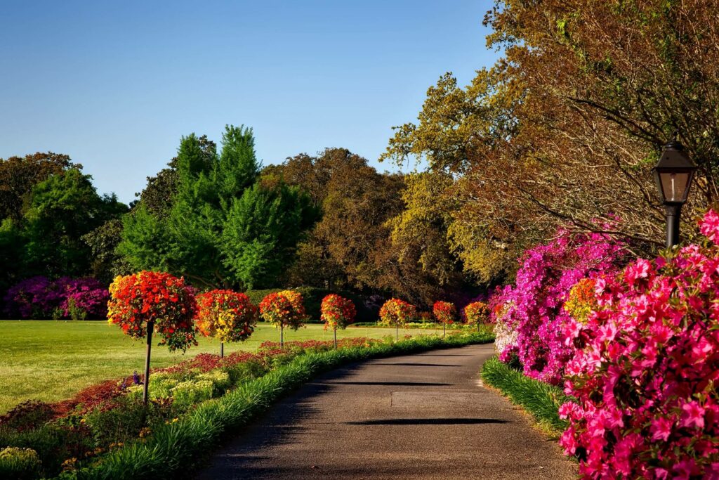 A beautiful tree lined path in a park representing the power of nature in overcoming depression. Learn more in Therapy for Depression in Washington, DC.