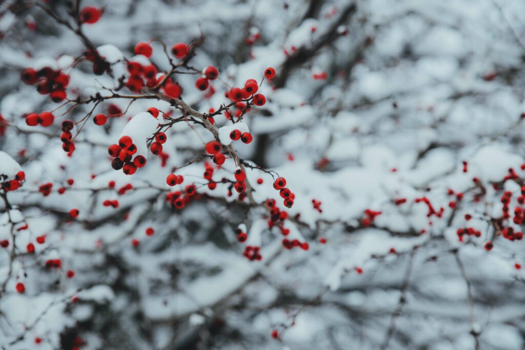 Winter berries on a snow covered tree. Learn mindfulness tips to overcome holiday anxiety in Washington, DC.